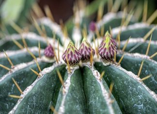 cactus cactus